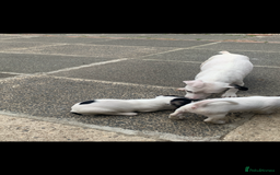 Jack Russell dogs for sale: Lovely miniature jack Russell pups - Image 1