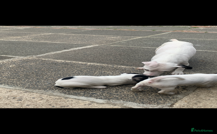 Jack Russell dogs for sale - Advert 1