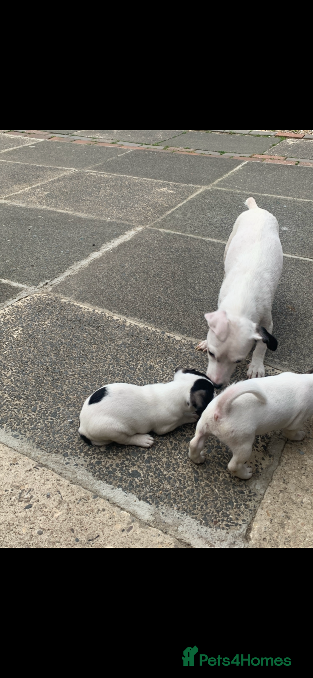 Jack Russell dogs for sale: Lovely miniature jack Russell pups - Image 1