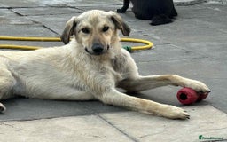 Mixed Breed dogs for adoption: Pettern - Norwich Norfolk  - Image 4
