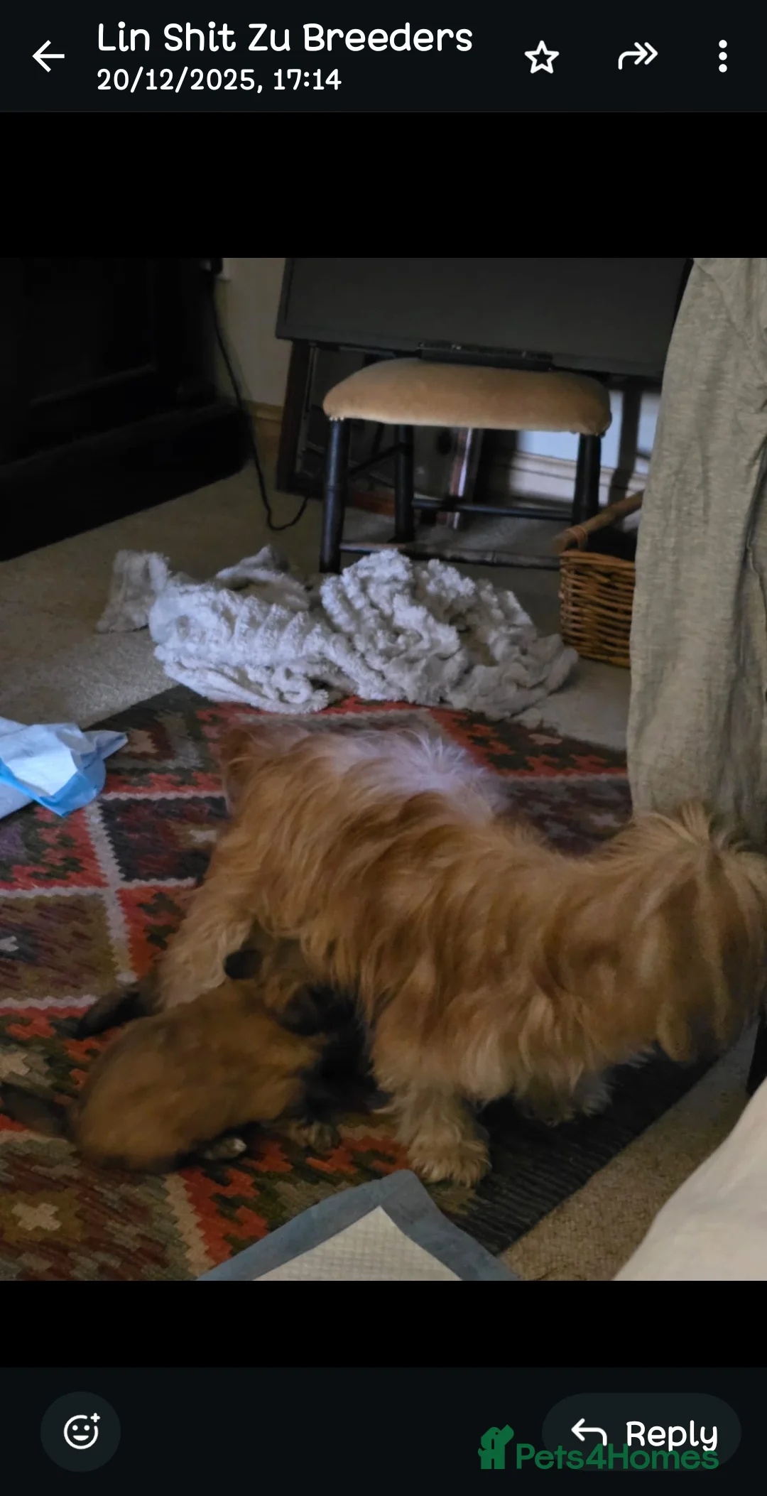 Shih Tzu dogs for sale: Brother and sister  - Advert 2