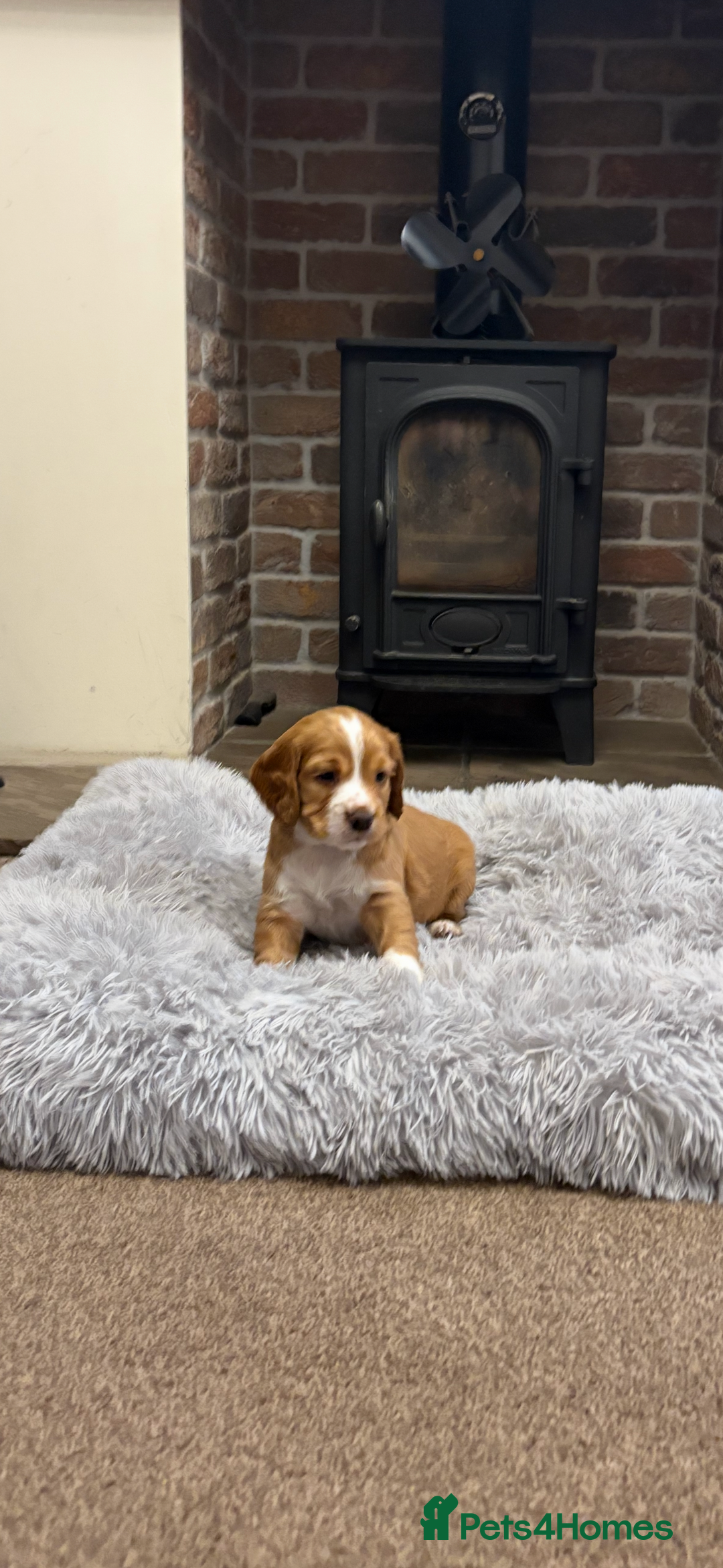 Cocker Spaniel dogs for sale: Working cocker spaniel boy - Image 2