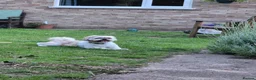 Shih Tzu dogs for sale: Dog for sale in Wisbech - Advert 3