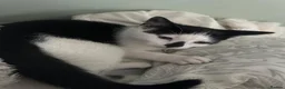 Mixed Breed cats for sale: Gorgeous black and white male kitten  - Advert 2