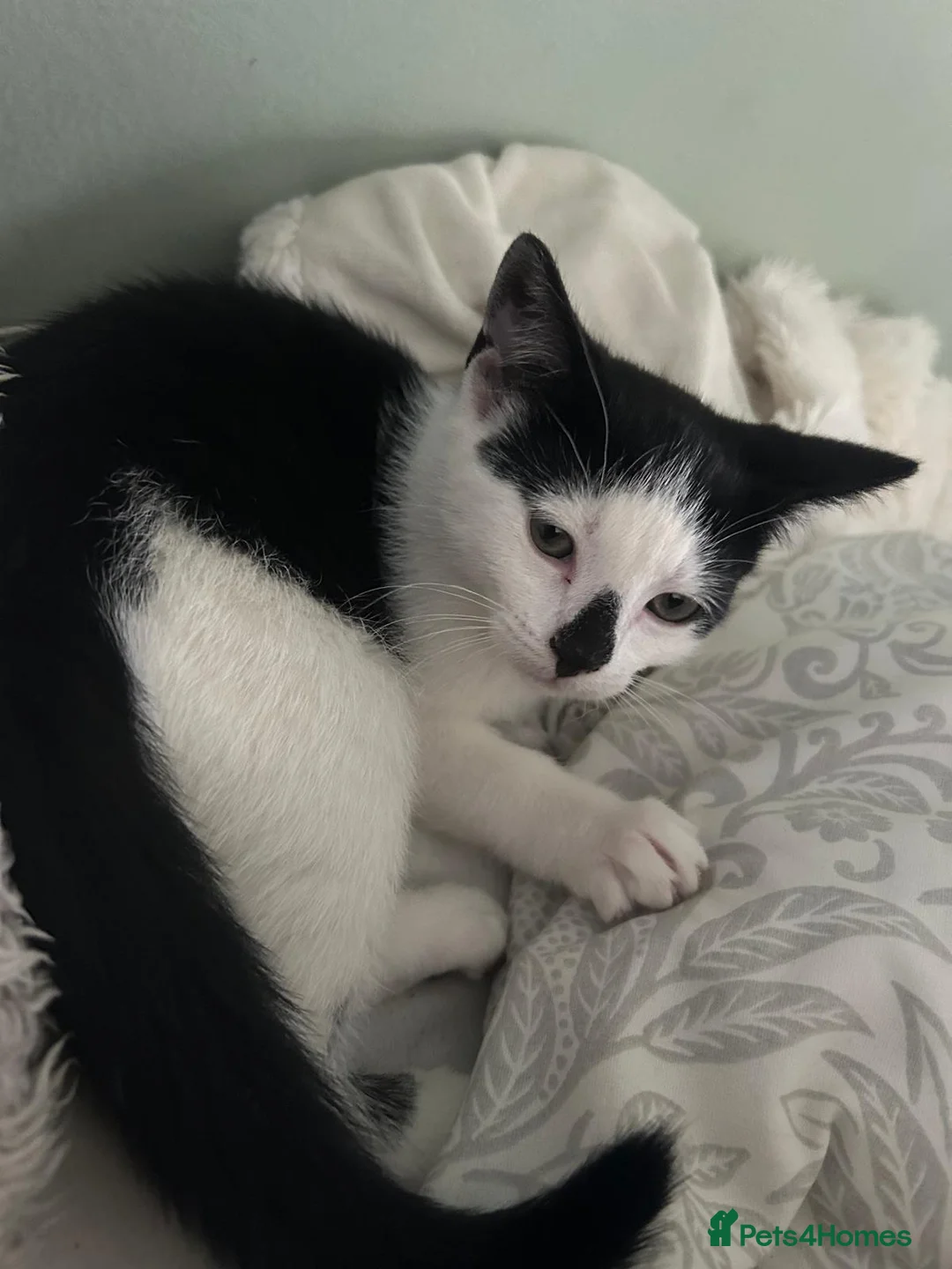 Mixed Breed cats for sale: Gorgeous black and white male kitten  - Advert 2
