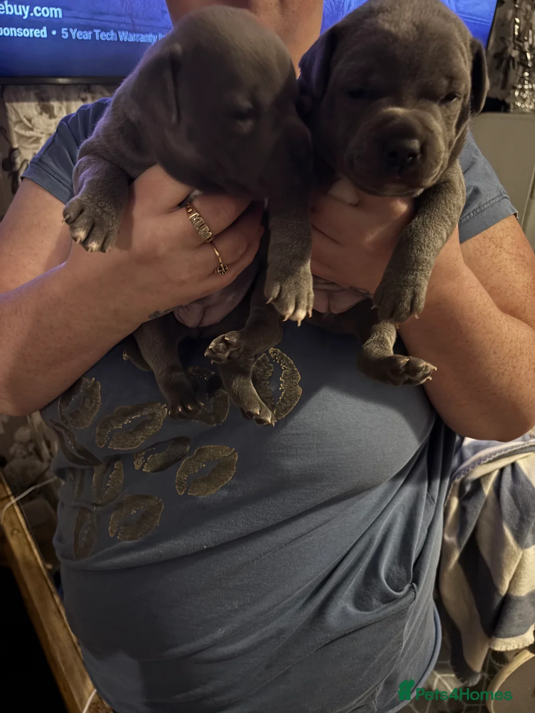 Staffordshire Bull Terrier dogs for sale: Staffy pups  - Advert 9