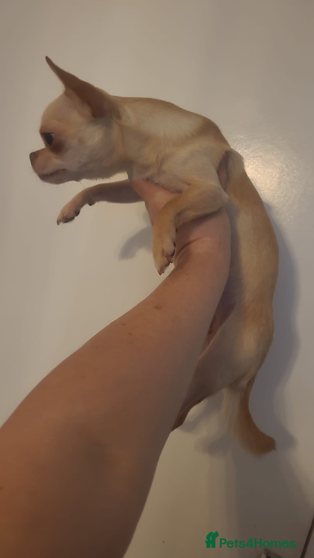 Chihuahua dogs for sale: Mini chihuahua  - Advert 3