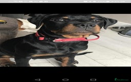 Rottweiler dogs for sale: 8 month old rottweiler for sale - Image 4