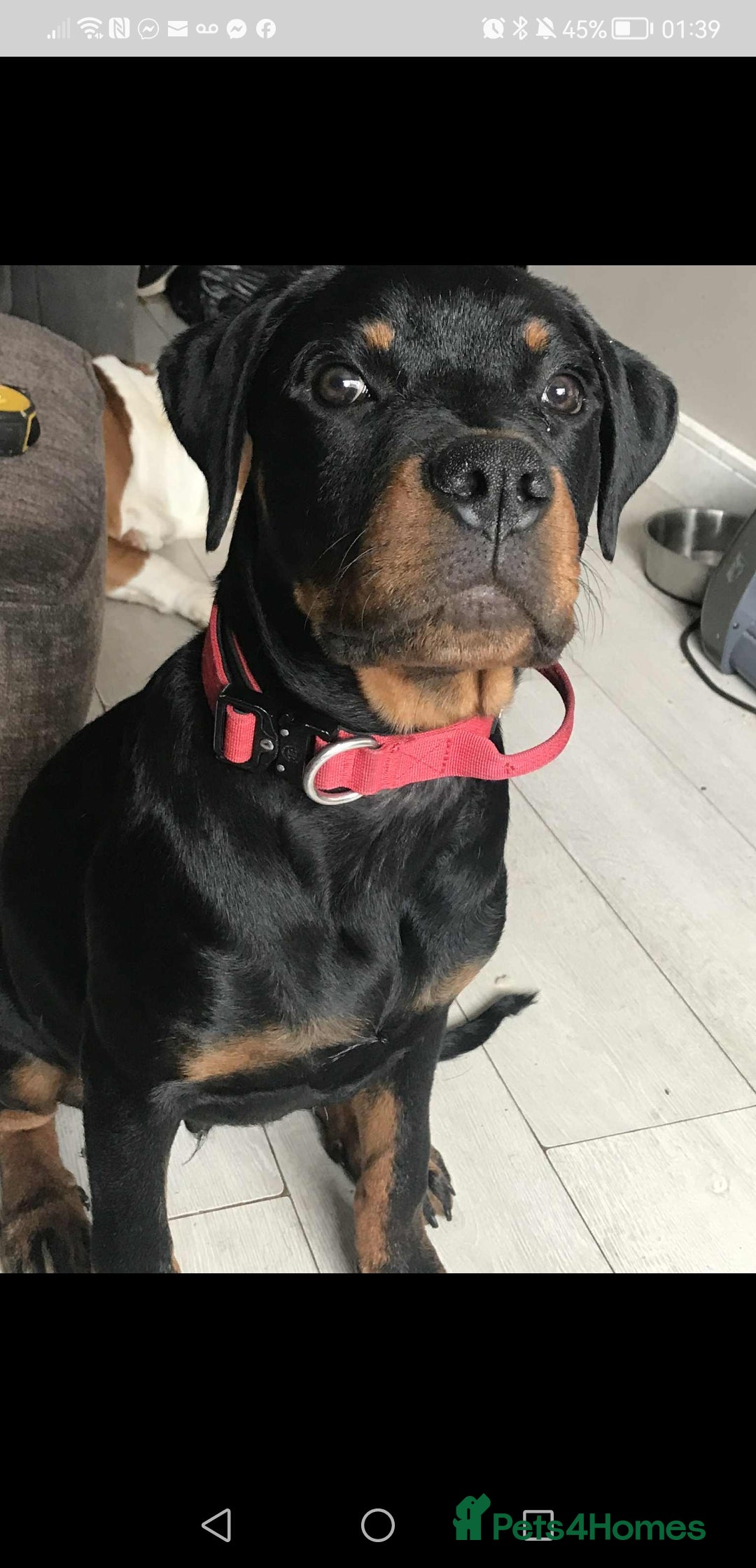 Rottweiler dogs for sale: 8 month old rottweiler for sale - Image 4