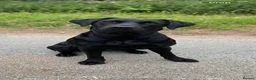 Labrador Retriever dogs for sale: Health Tested KC Labrador Pups in Scarborough - Advert 3