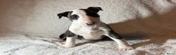 Bull Terrier dogs for sale: BIG PRICE DROP TO ENSURE THEESE PUPS HAVE A HOME  - Advert 6