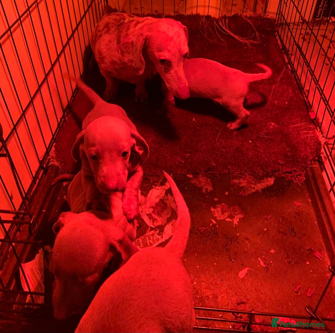 Miniature Dachshund dogs for sale: Gorgeous Isabella and tan mini dachshunds  - Advert 4