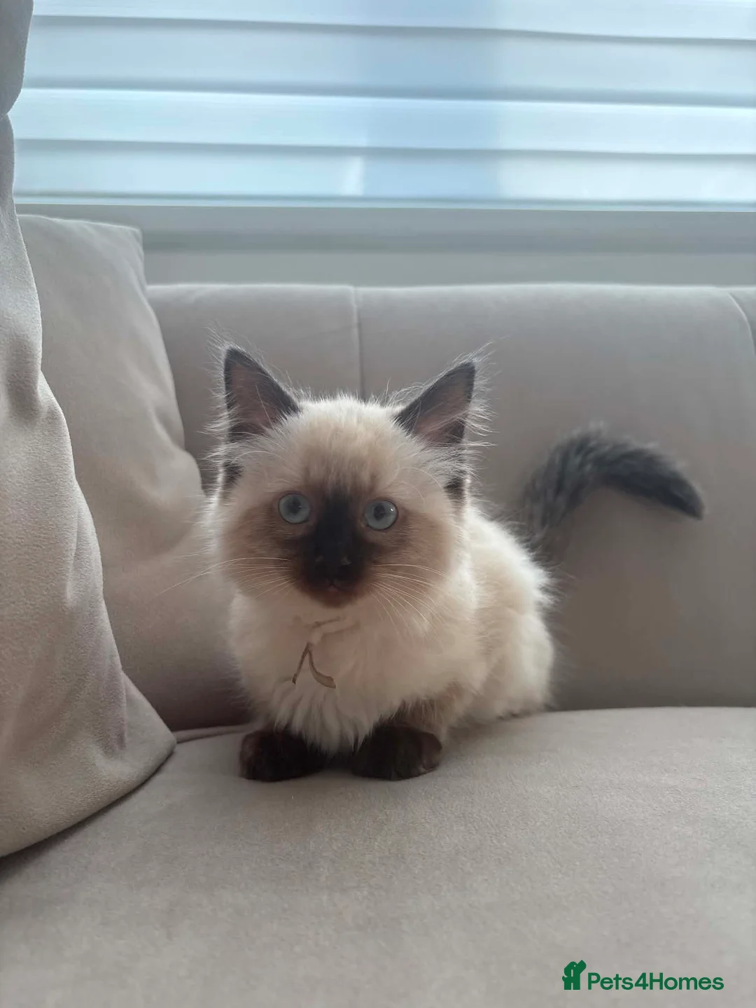 Ragdoll cats for sale: Last Gorgeous Ragdoll Girl Kitten Available 🐾✨ - Advert 2