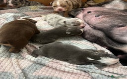 English Bulldog dogs for sale: Beautiful English bulldogs for sale 2 left - Image 14