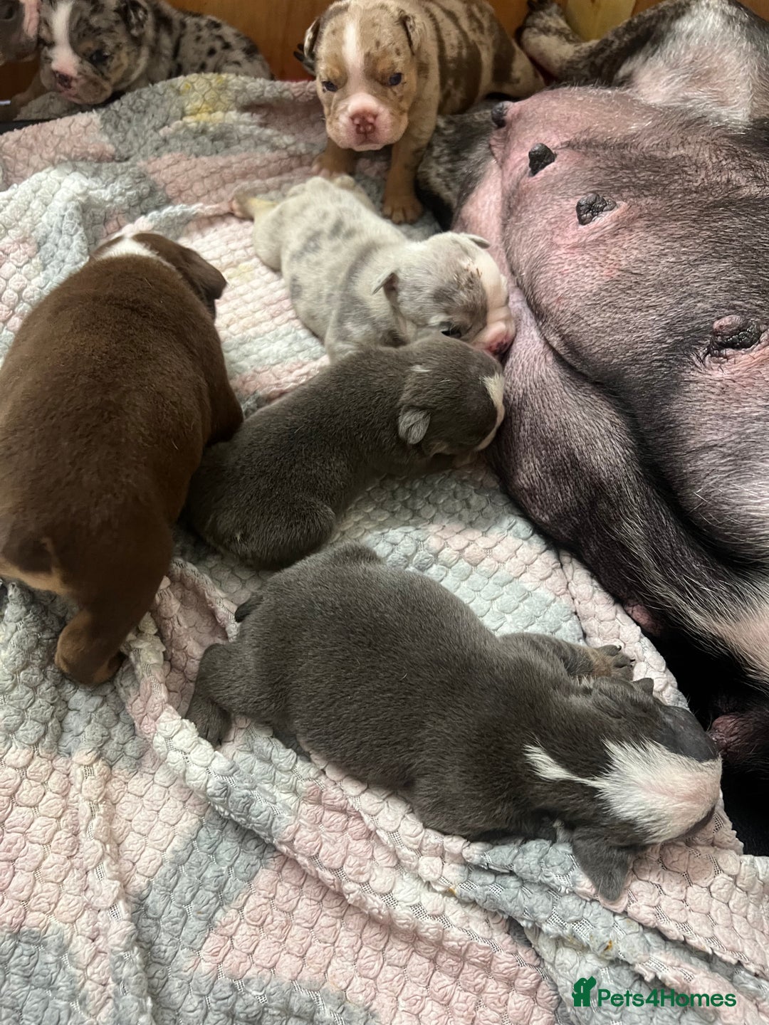 English Bulldog dogs for sale: Beautiful English bulldogs for sale 2 left - Image 14