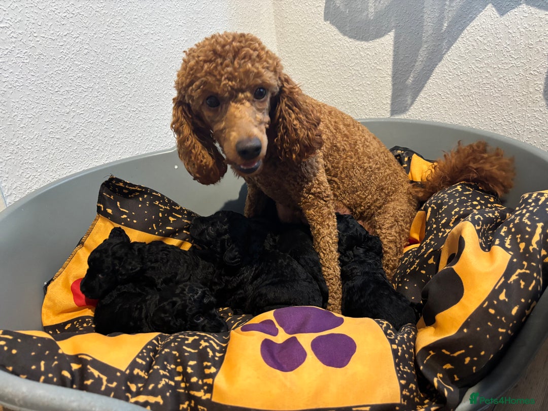 Miniature Poodle dogs for sale: Last Boy and Girl Miniature Poodle puppies  - Image 5