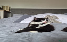 Ragdoll cats for sale: Gorgeous part ragdolls looking for loving homes! - Image 13