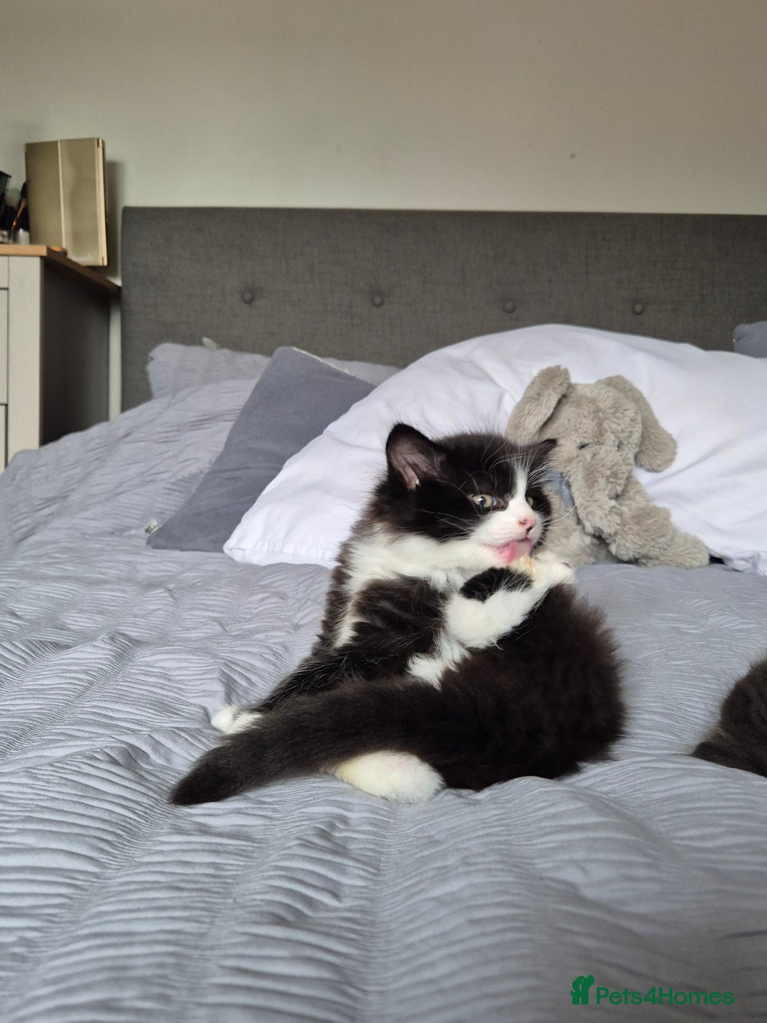 Ragdoll cats for sale: Gorgeous part ragdolls looking for loving homes! - Image 13