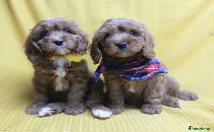 Cavapoo dogs - Advert 1