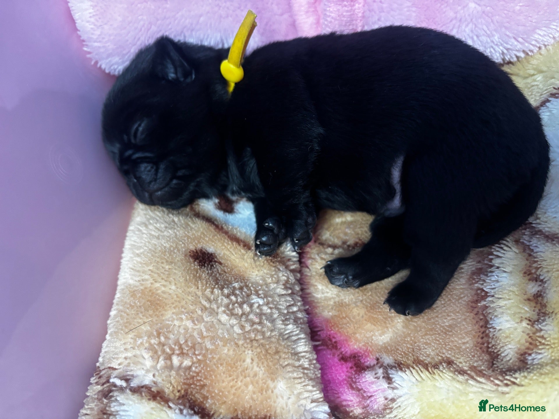 Pug dogs for sale: KC reg pug puppies Puglicious - Advert 1
