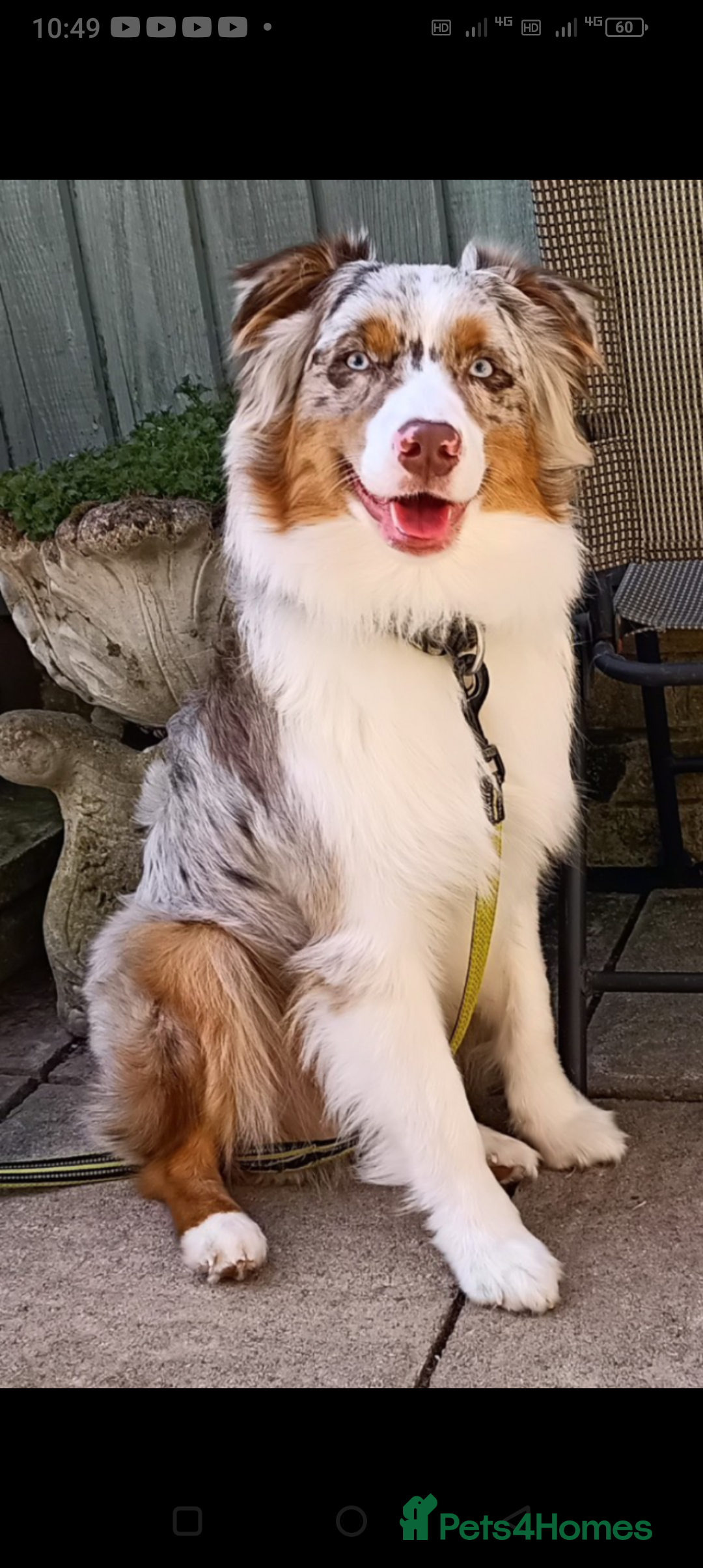 Australian Shepherd dogs for stud: Australian shepherd for stud - Advert 3