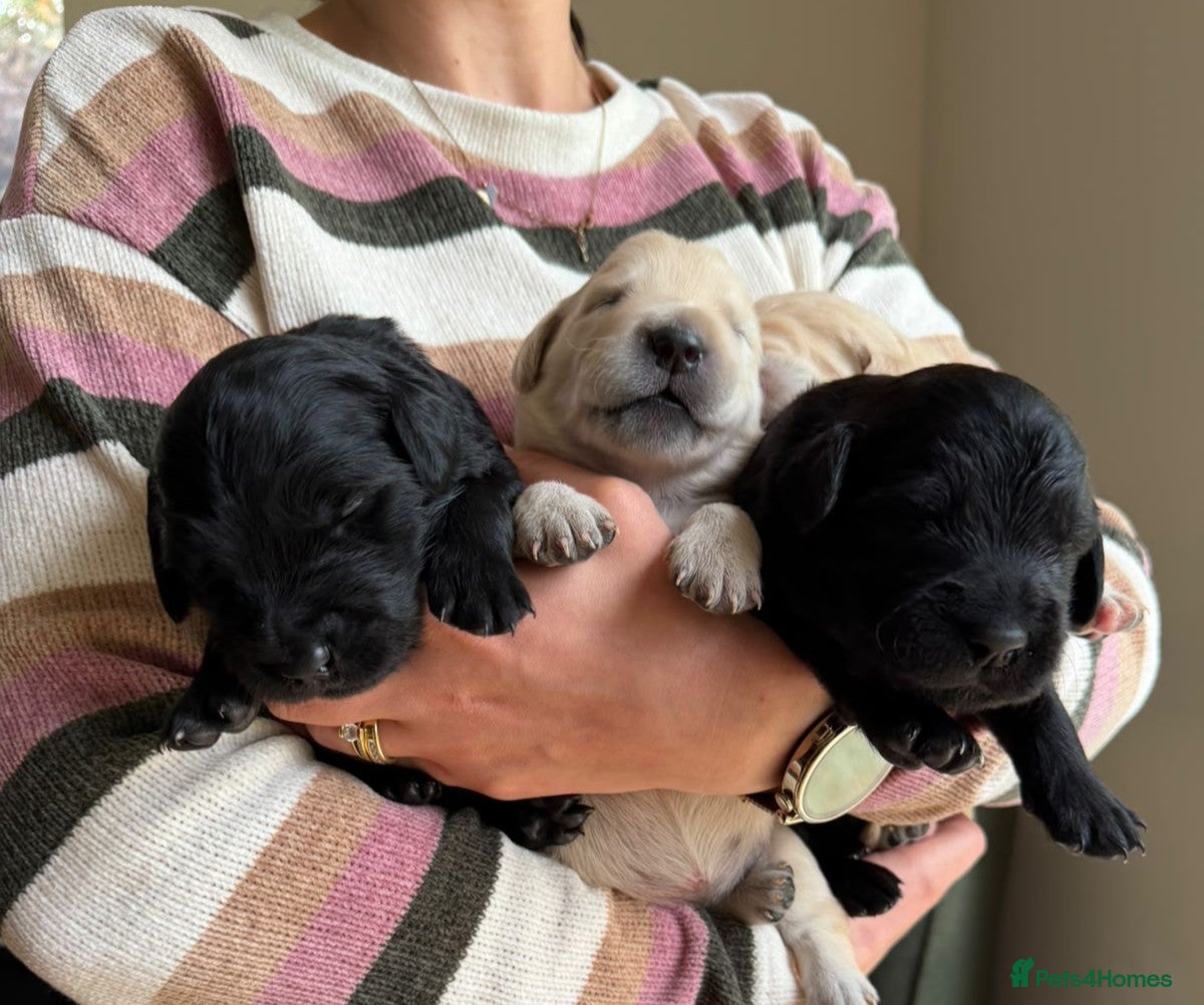 Mixed Breed dogs Golden Retriever x Collie Pups, Reservations Open - Advert 2