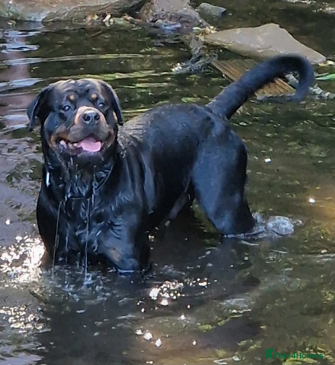 Rottweiler dogs for stud: Proven rottweiler stud NOT KC"d  - Advert 5