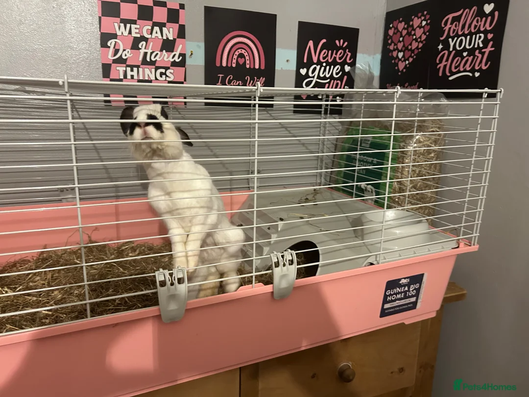 Mixed Breed rabbits for sale: Rabbit and cage - Advert 2