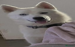 Siberian Husky dogs for sale: Friendly Siberian Husky Male - Image 9