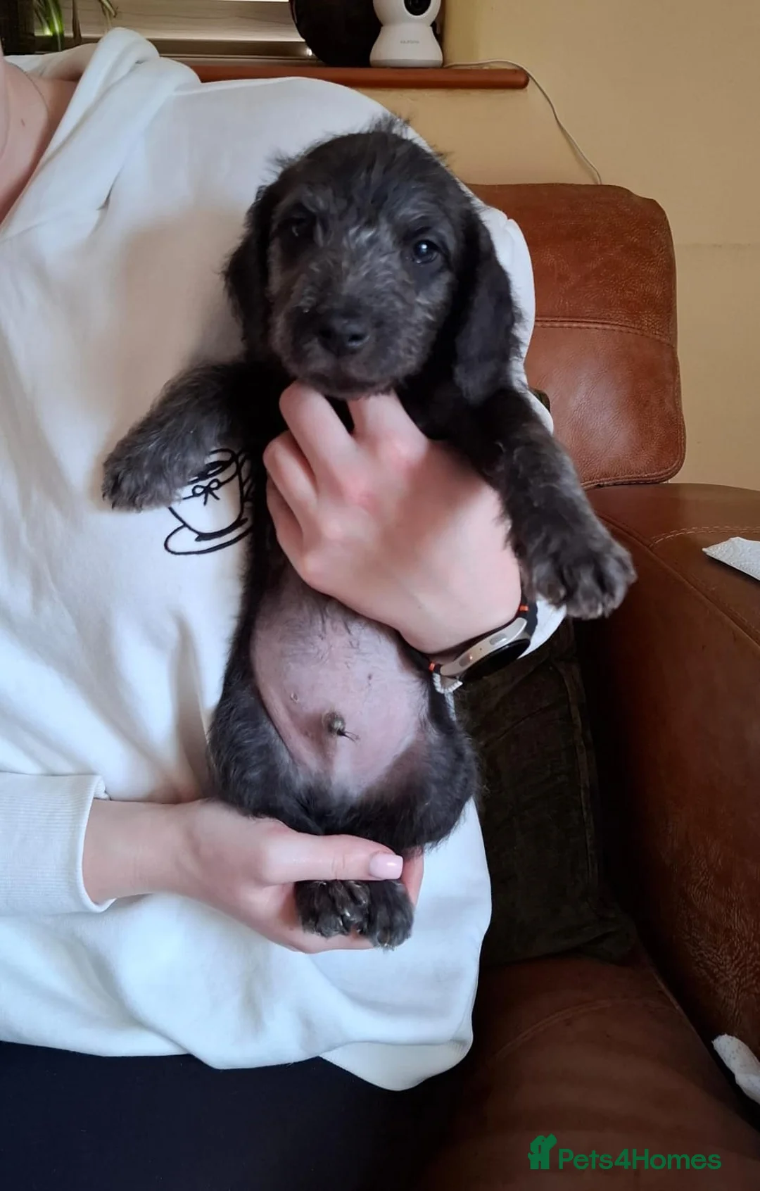 Bedlington Terrier dogs for sale: Four Beautiful Bedlington Boys - Advert 2