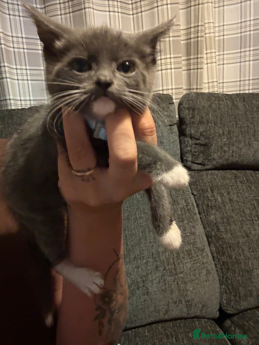 Mixed Breed cats for sale: Kittens  - Image 9