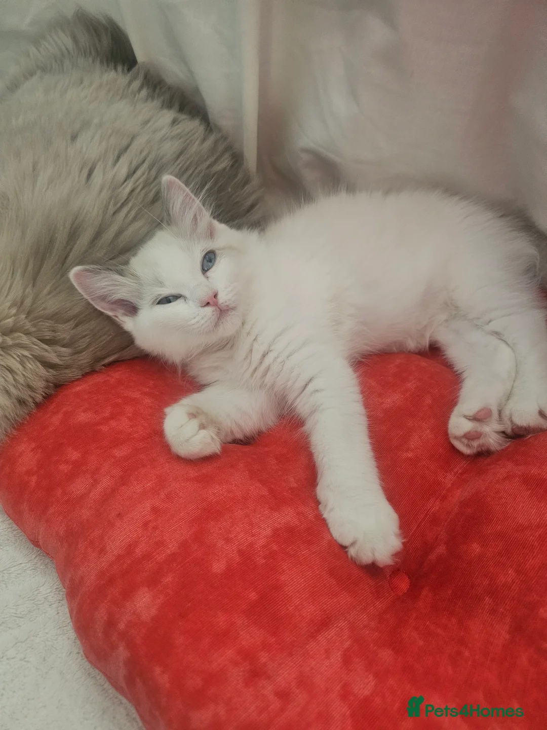 Ragdoll cats for sale: Ragdoll Bicolor- 2 playful girls. in Fareham - Advert 23