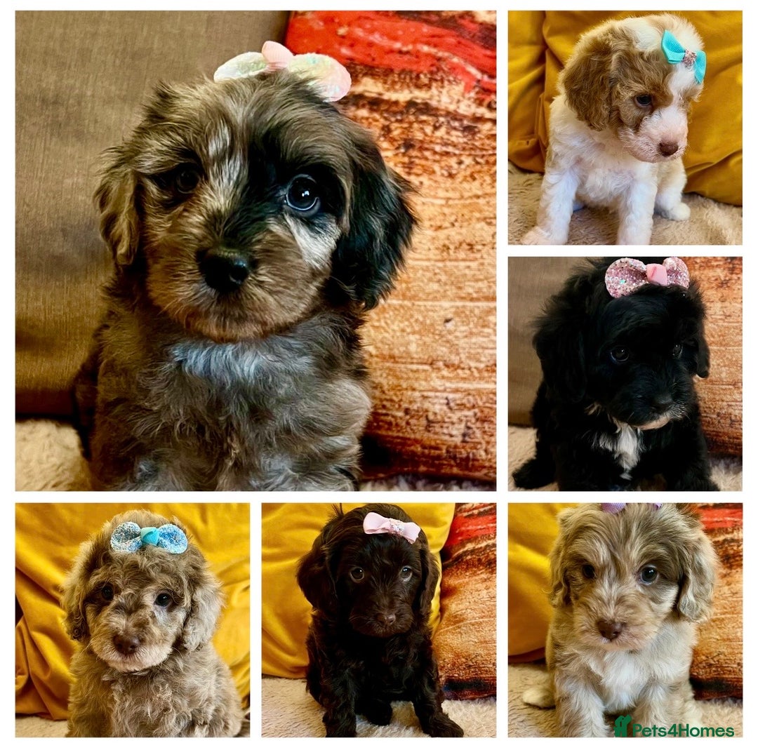 Cavapoo dogs for sale: TOY Fluffy Cavapoo’s From Health Tested Parents - Image 39