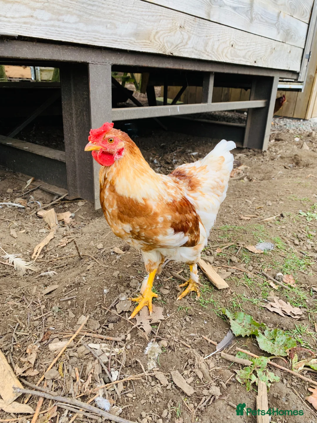 Chickens poultry for sale: Cockerel in Leyburn - Advert 1