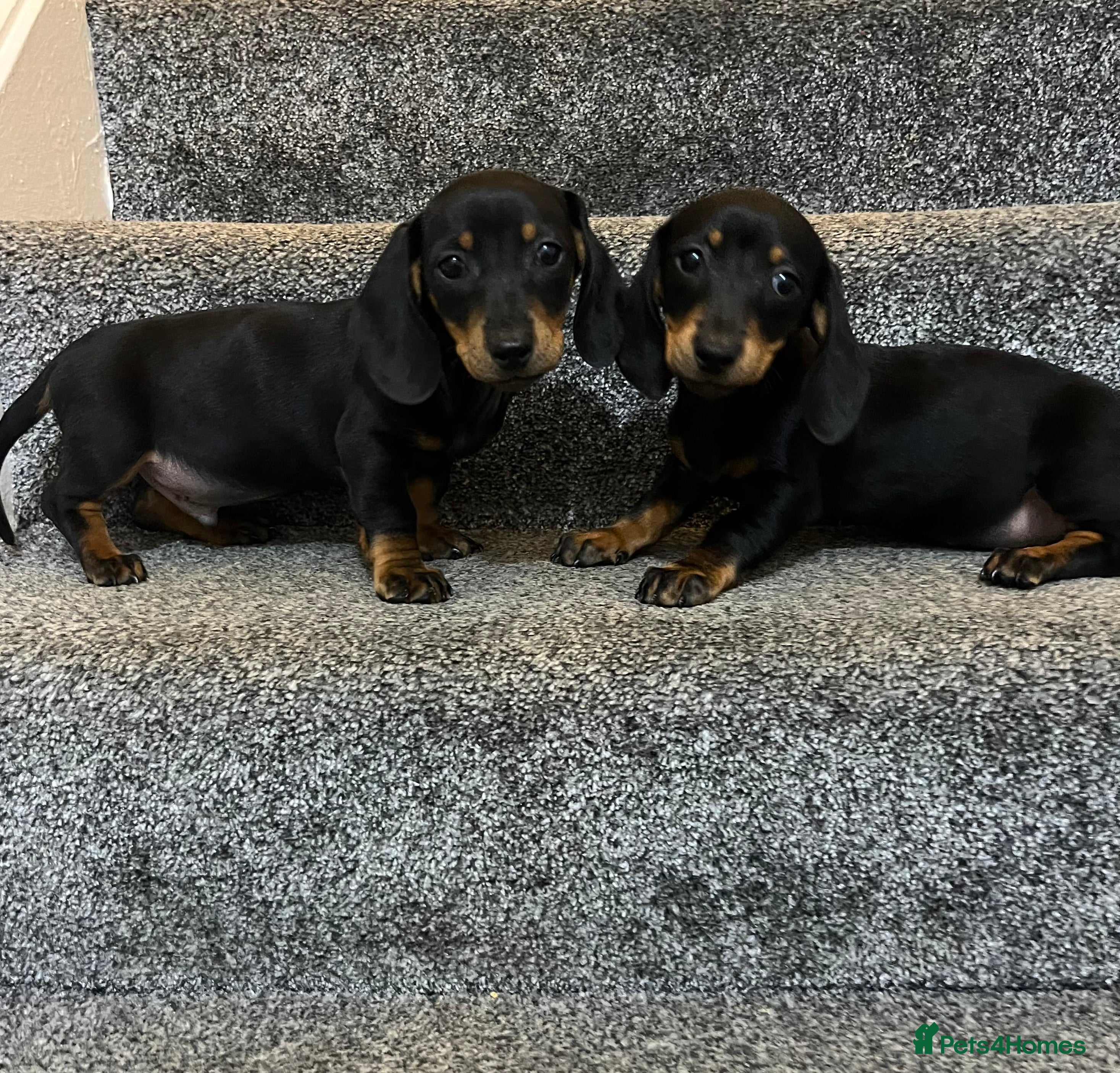 Miniature Dachshund dogs Miniature dachshund puppies  - Advert 5