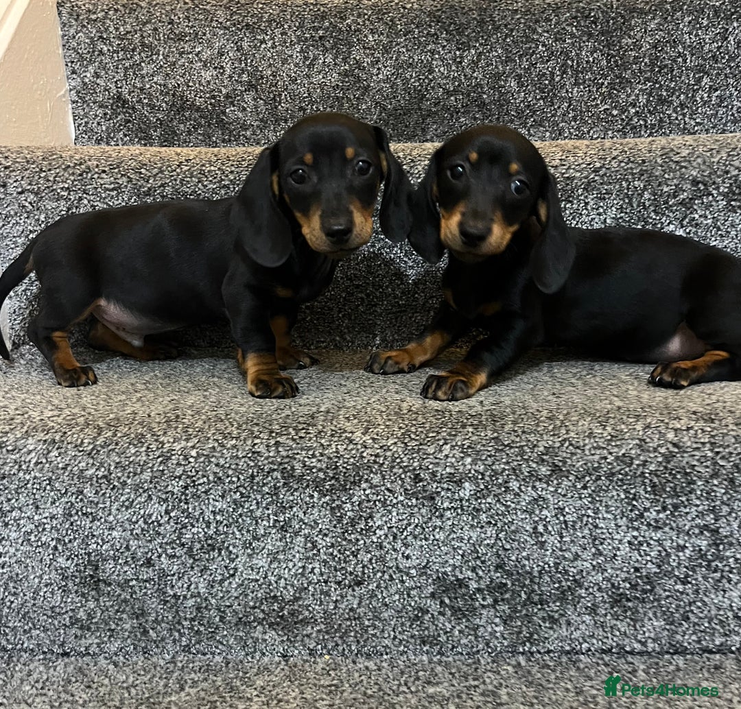 Miniature Dachshund dogs for sale: Miniature dachshund puppies  - Advert 5