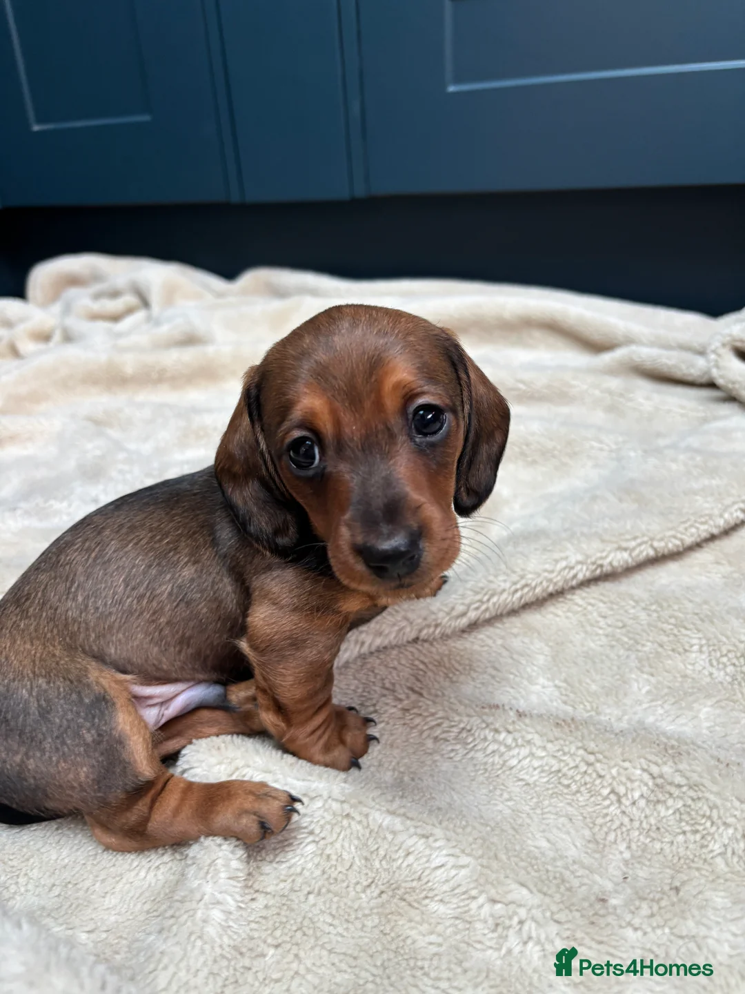 Miniature Dachshund dogs for sale: KC registered health tested miniature dachshunds - Advert 7