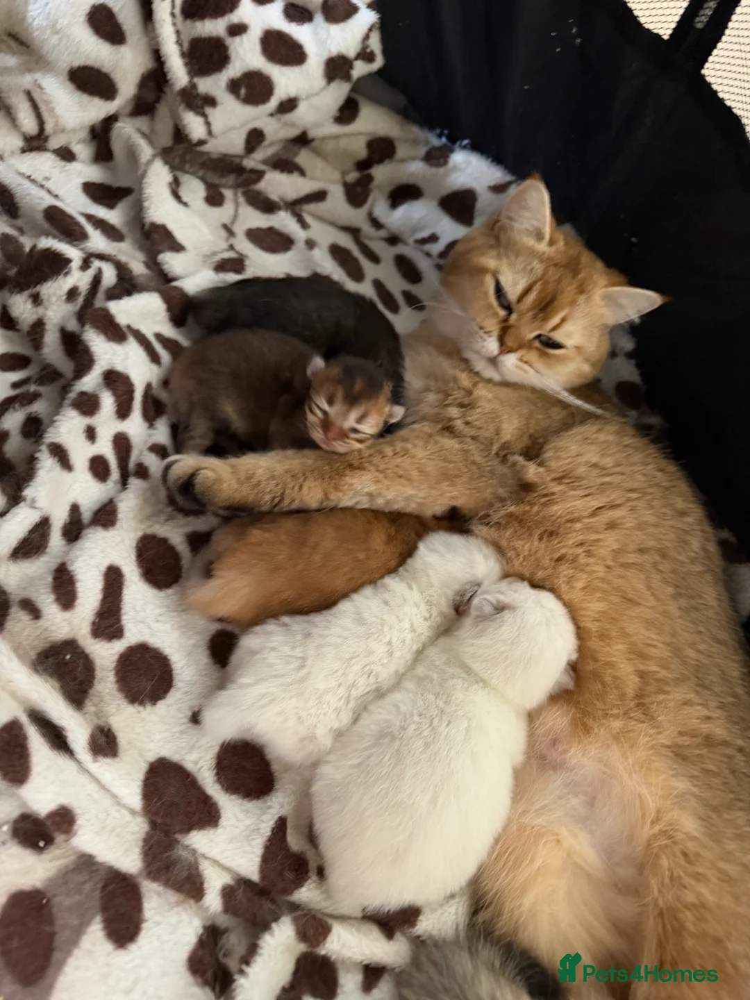 Mixed Breed cats for sale: looking for a new home, a new family!!! - Advert 22