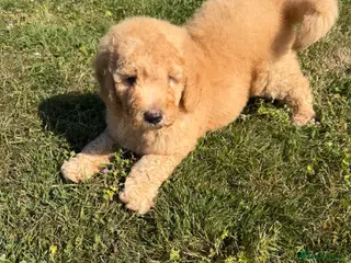 Mini Goldendoodle dogs Mini Goldendoodles - Advert 17
