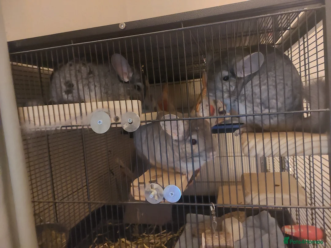 Chinchilla rodents for sale: 3 Female Chinchillas  - Advert 1