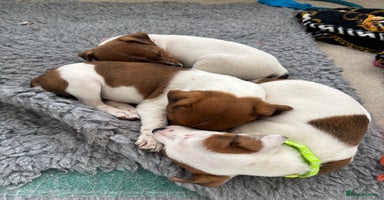 Jack Russell dogs - Advert 6