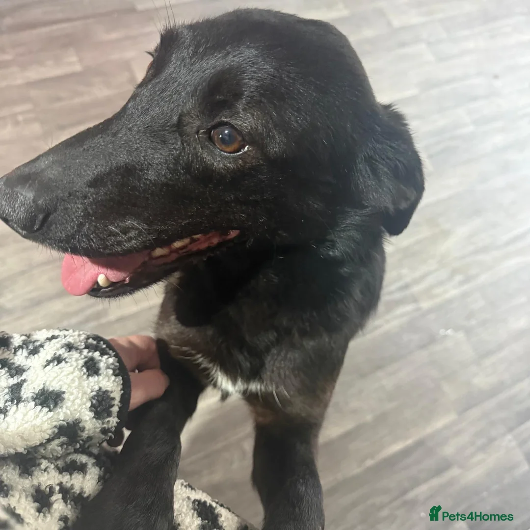 Mixed Breed dogs for adoption: Roberta 🩷 - Advert 4