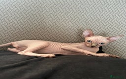 Sphynx cats for sale: 5 Playful & Affectionate Sphynx Kittens - Image 2