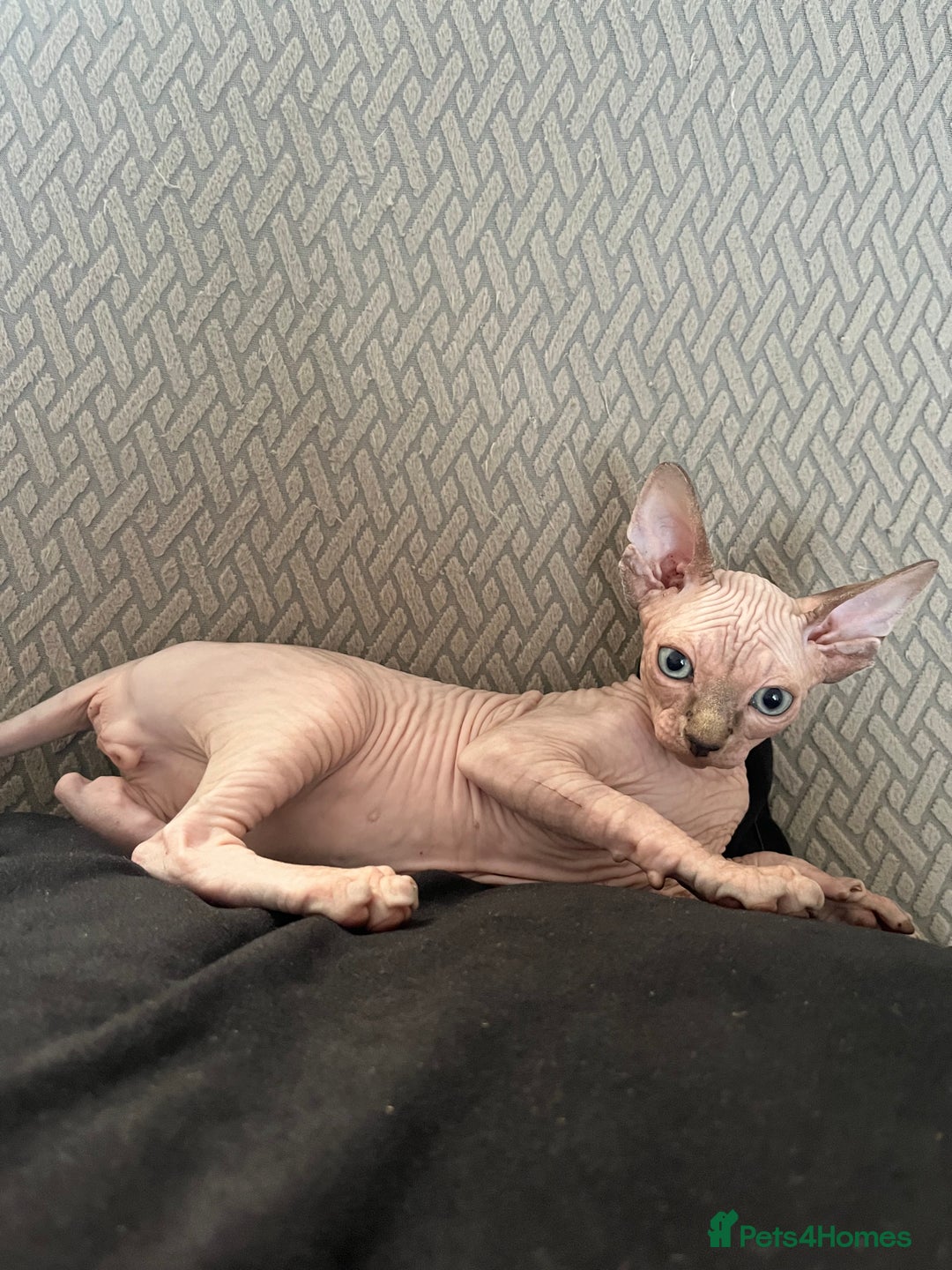 Sphynx cats for sale: 5 Playful & Affectionate Sphynx Kittens - Image 2