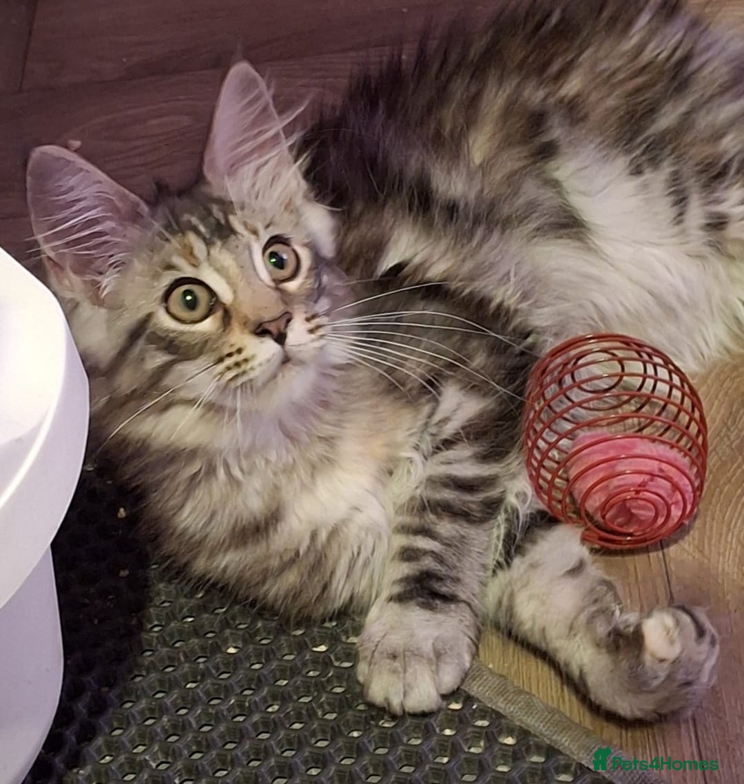 Maine Coon cats for sale: Outstanding Maine Coon kittens - Image 6