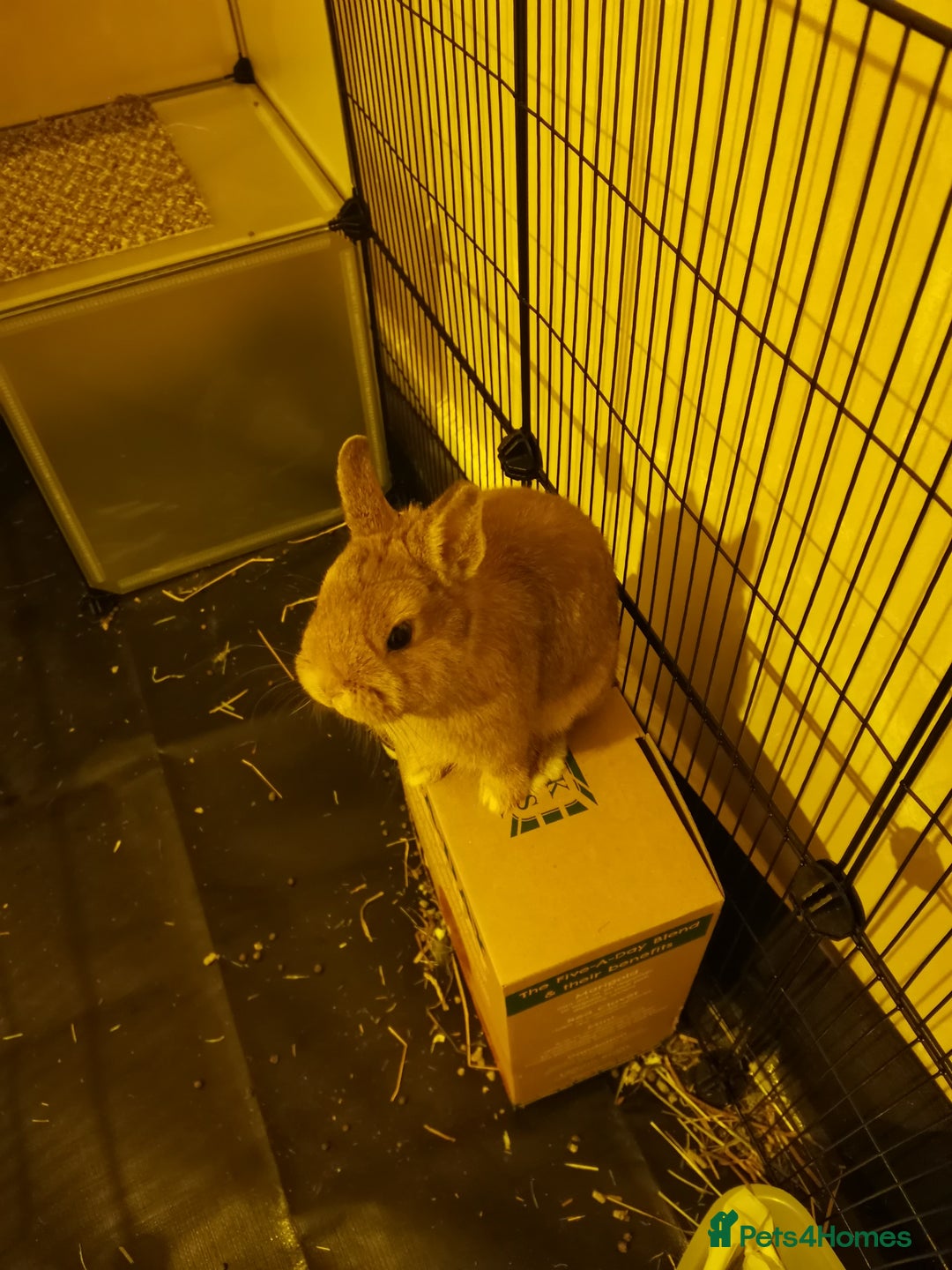 Netherland Dwarf rabbits for sale: Unique, Rare Red Fox Rabbit for sale - Advert 7