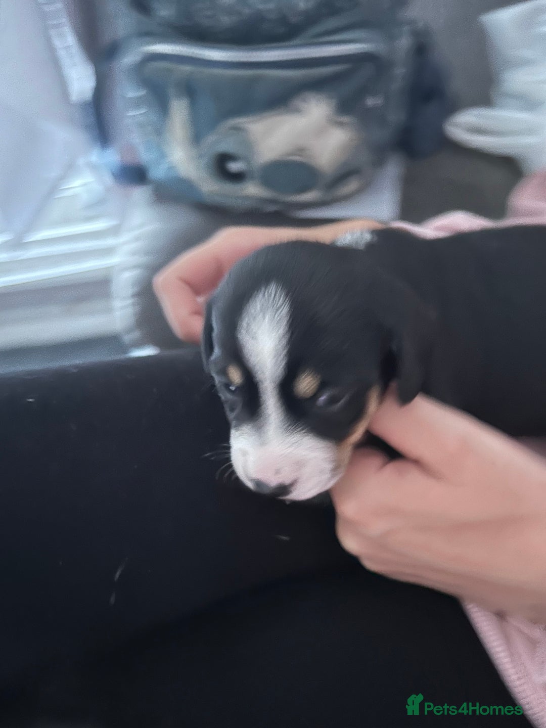 Mixed Breed dogs for sale: Husky cross dashound rare breed  - Image 3