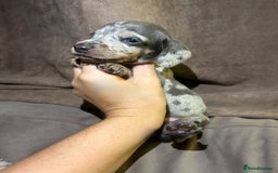 Miniature Dachshund dogs for sale: Perfecf kc true miniature dachshunds - Image 10