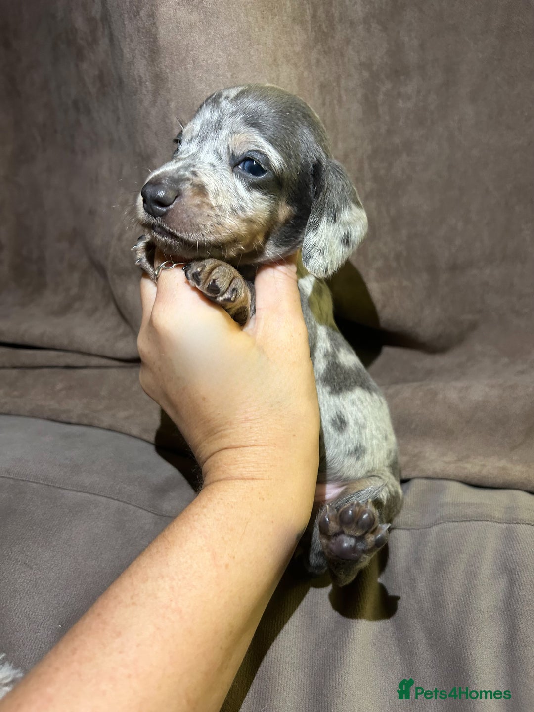 Miniature Dachshund dogs for sale: Perfecf kc true miniature dachshunds - Image 10