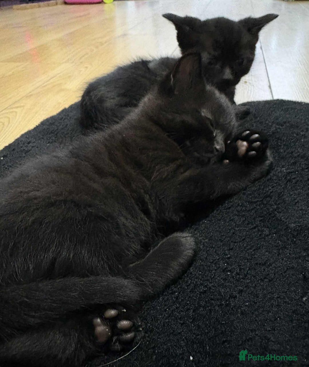 Mixed Breed cats for sale: Bombay cat  - Advert 19